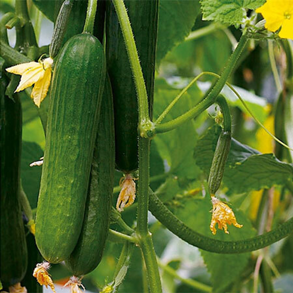 Огурец Пиколино F1 7шт Мировые Семена VITA GREEN