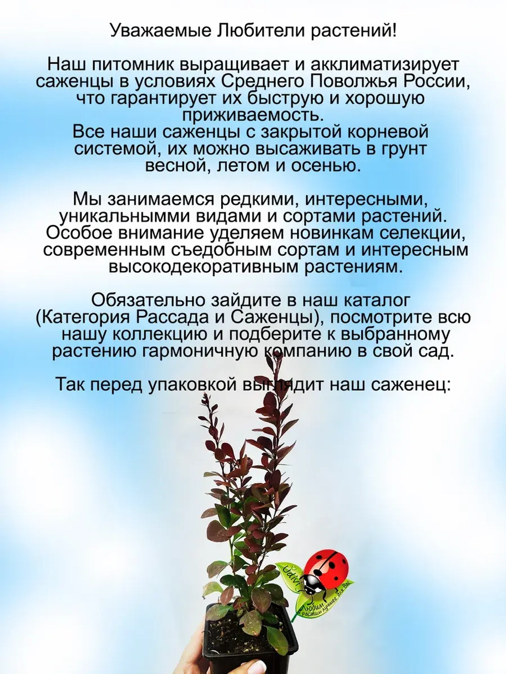 Барбарис Ред рокет Красная ракета