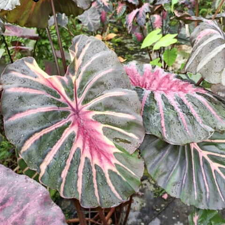 Колоказия QUEEN LAVA