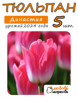 Тюльпан Луковица, Династия 5 шт