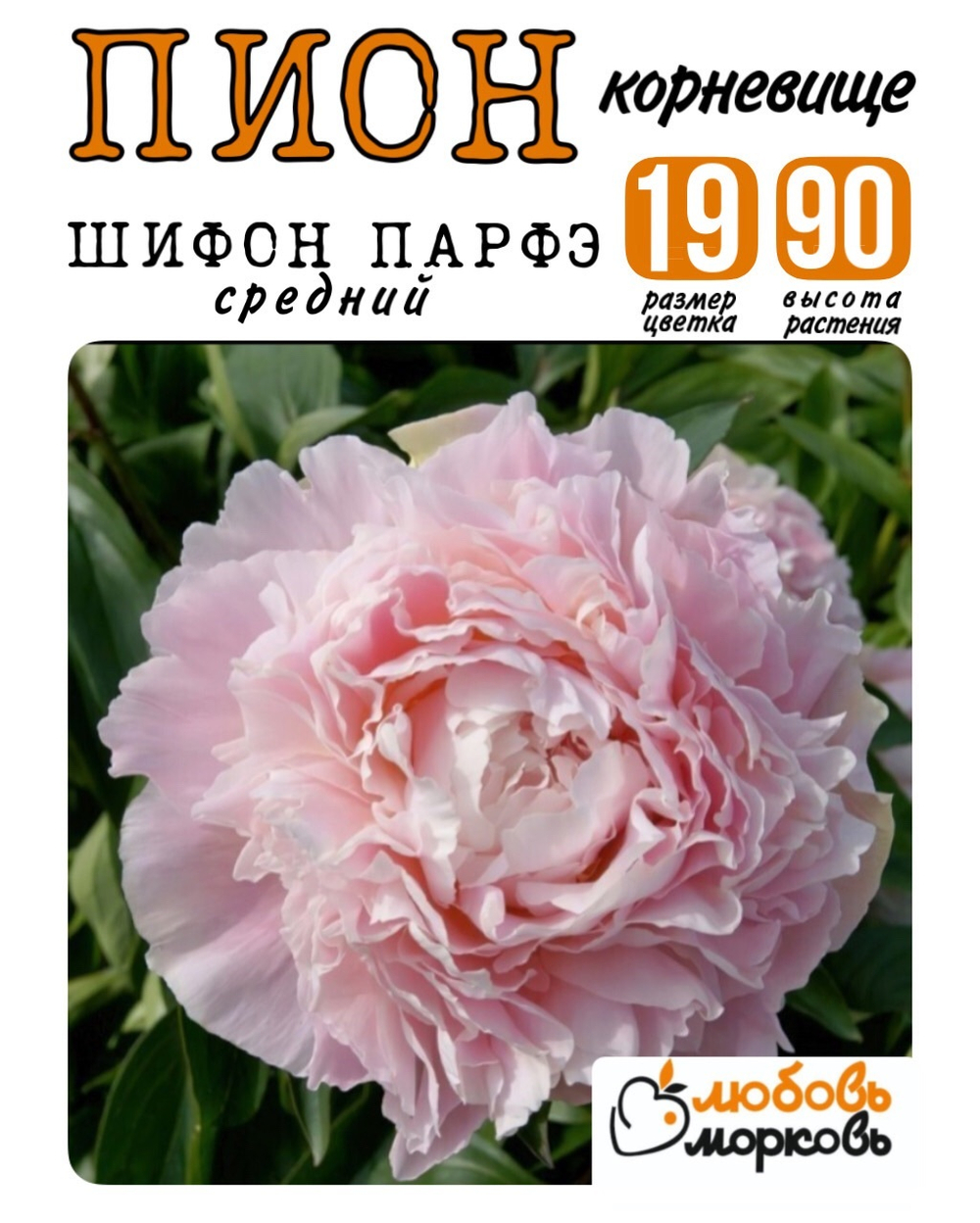 Пион Корневище, Шифон Парфэ, 3+ почек, 1шт (Любовь Морковь)