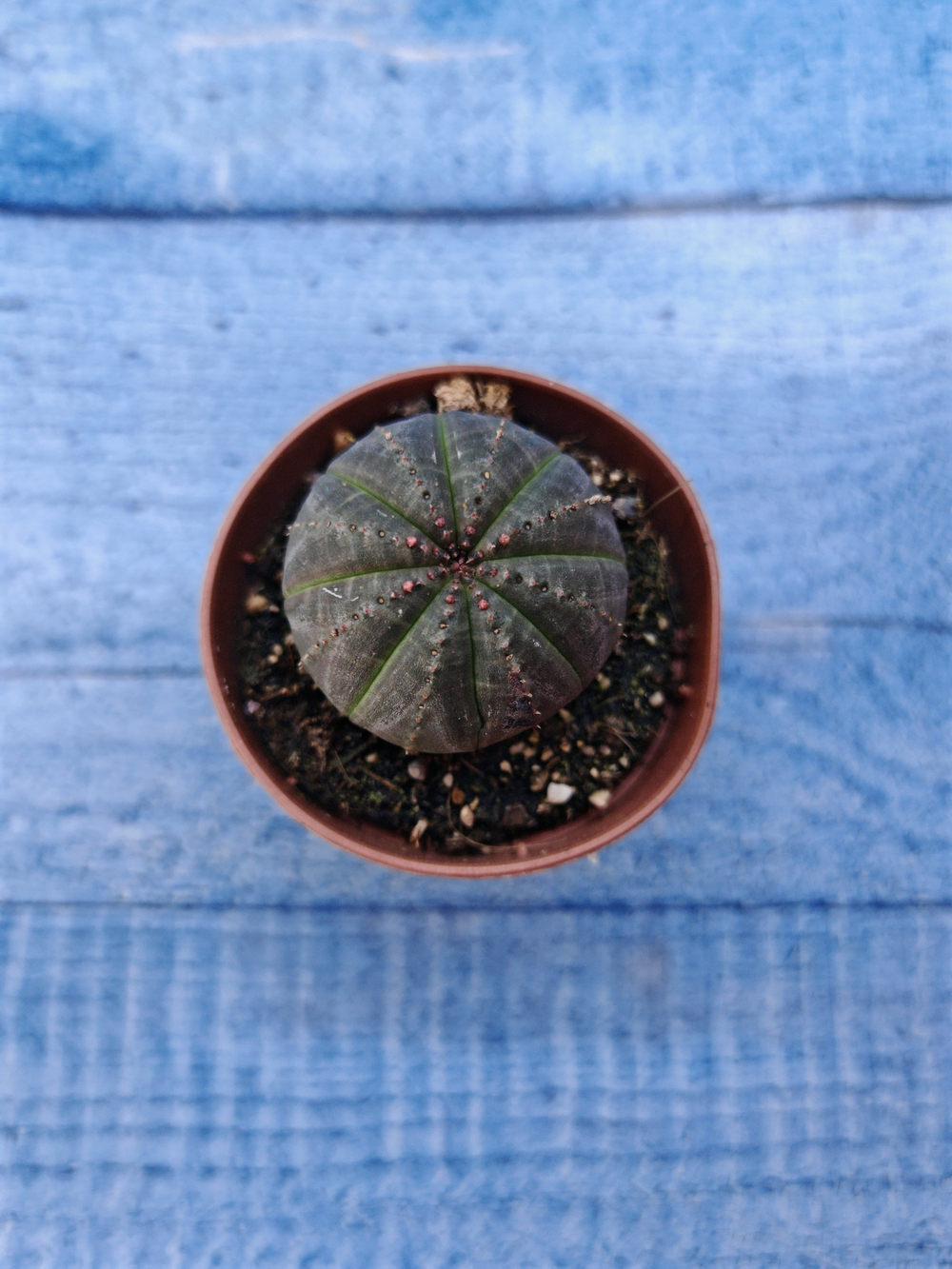 Euphorbia Obesa (Эуфорбия)
