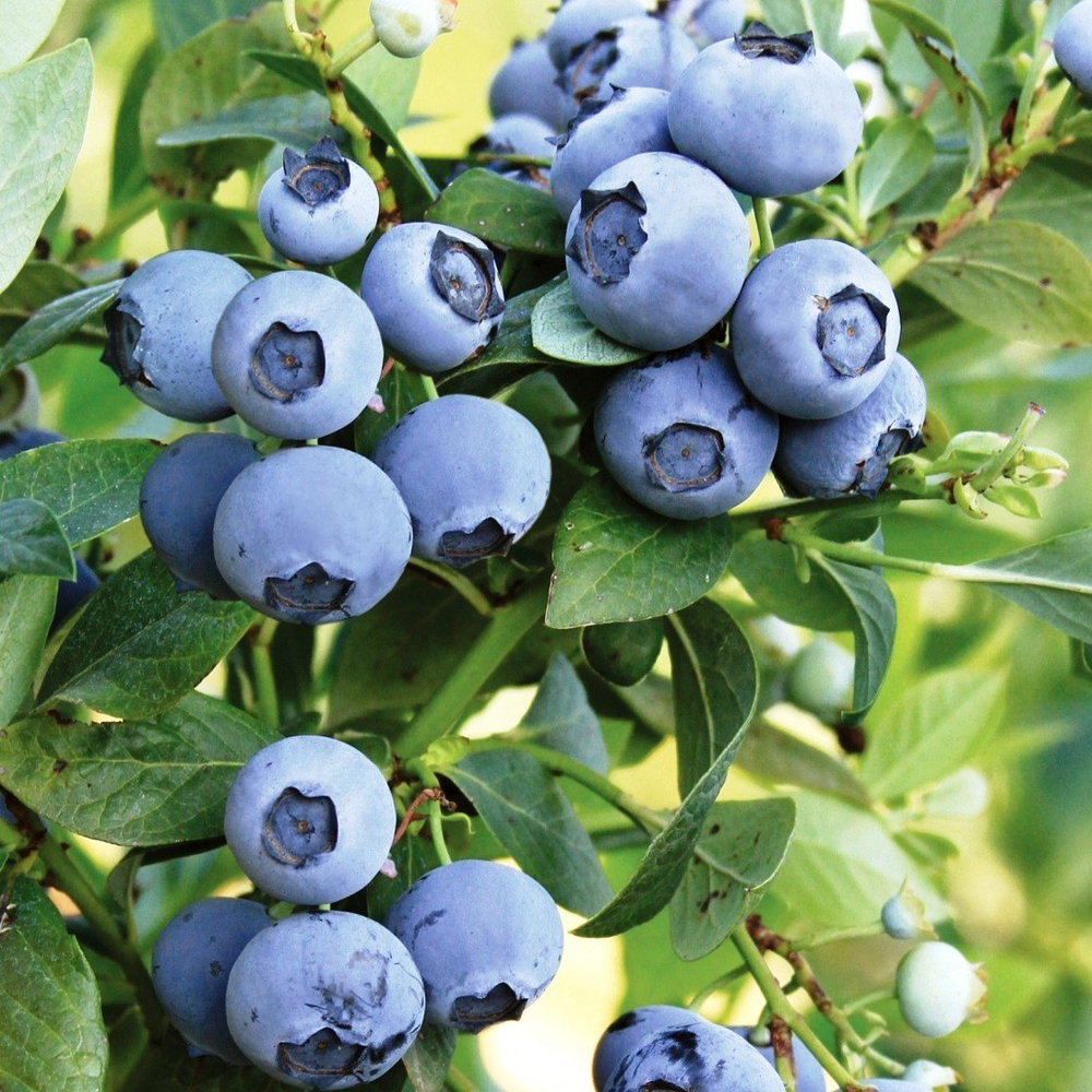 Голубика высокая Денис Блю