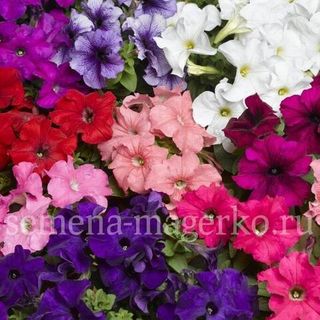 Петуния  крупноцветковая Фалькон Микс F1  100 драже