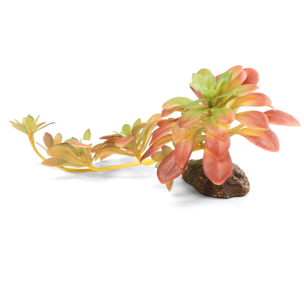 Laguna TERRA Растение пластиковое "Эхверия колората", красно-зеленое, 250*130*100мм