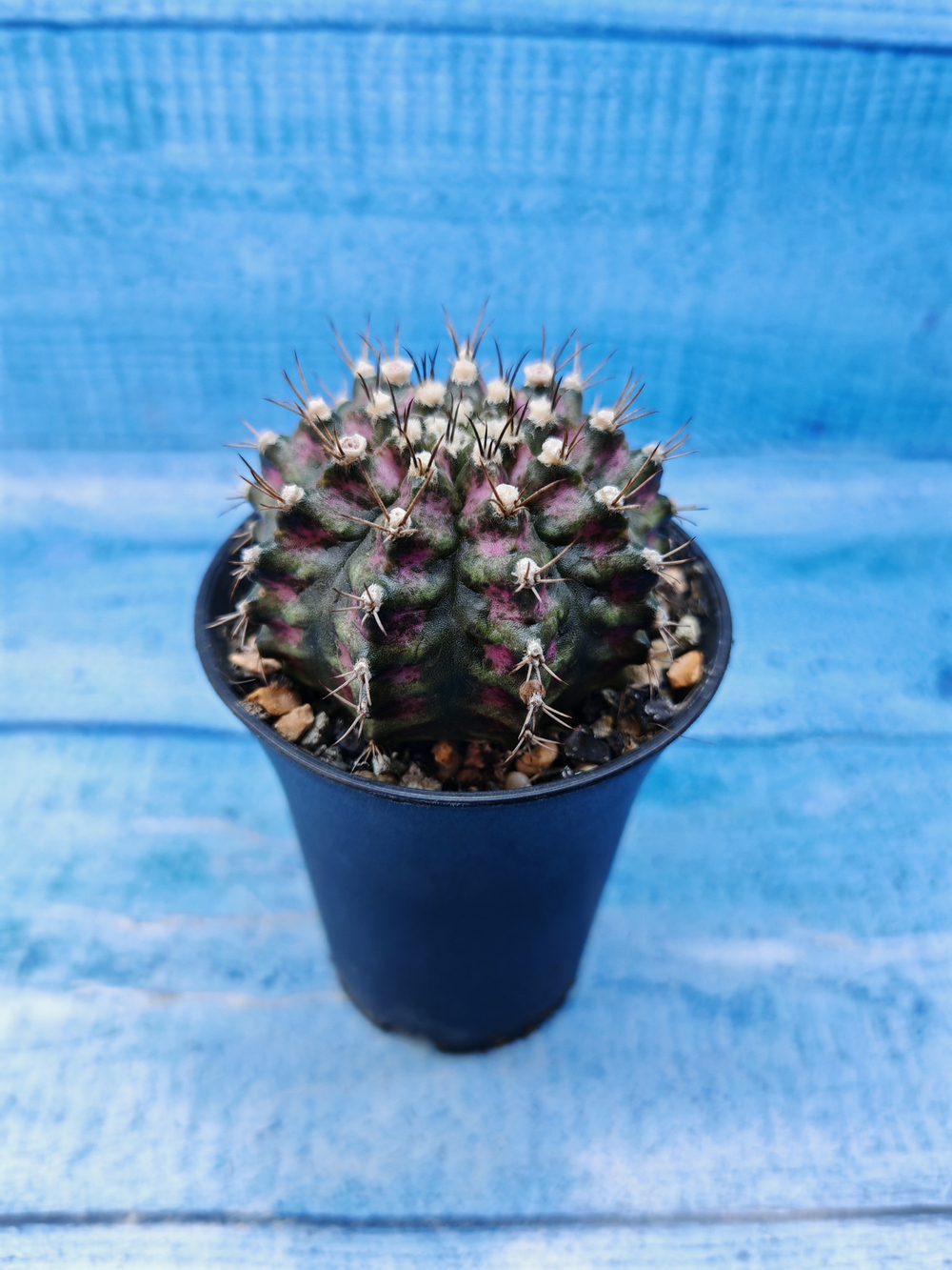 Gymnocalycium T-Rex Pink hybride (Гимнокалициум T-rex)