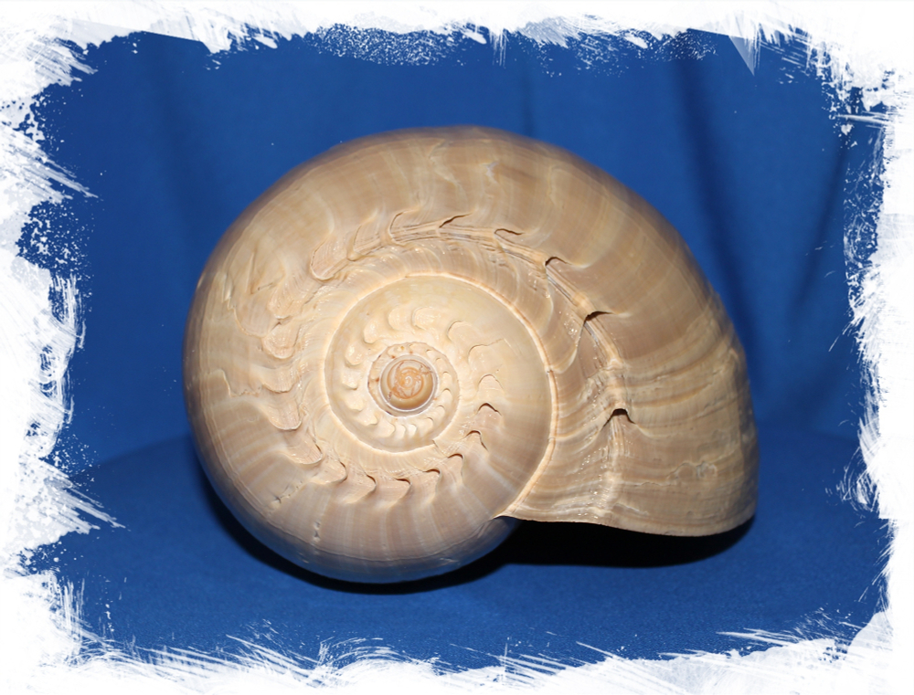 Мело, 23-26см, 1шт