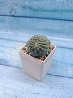 Rebutia Nitida (Ребуция)