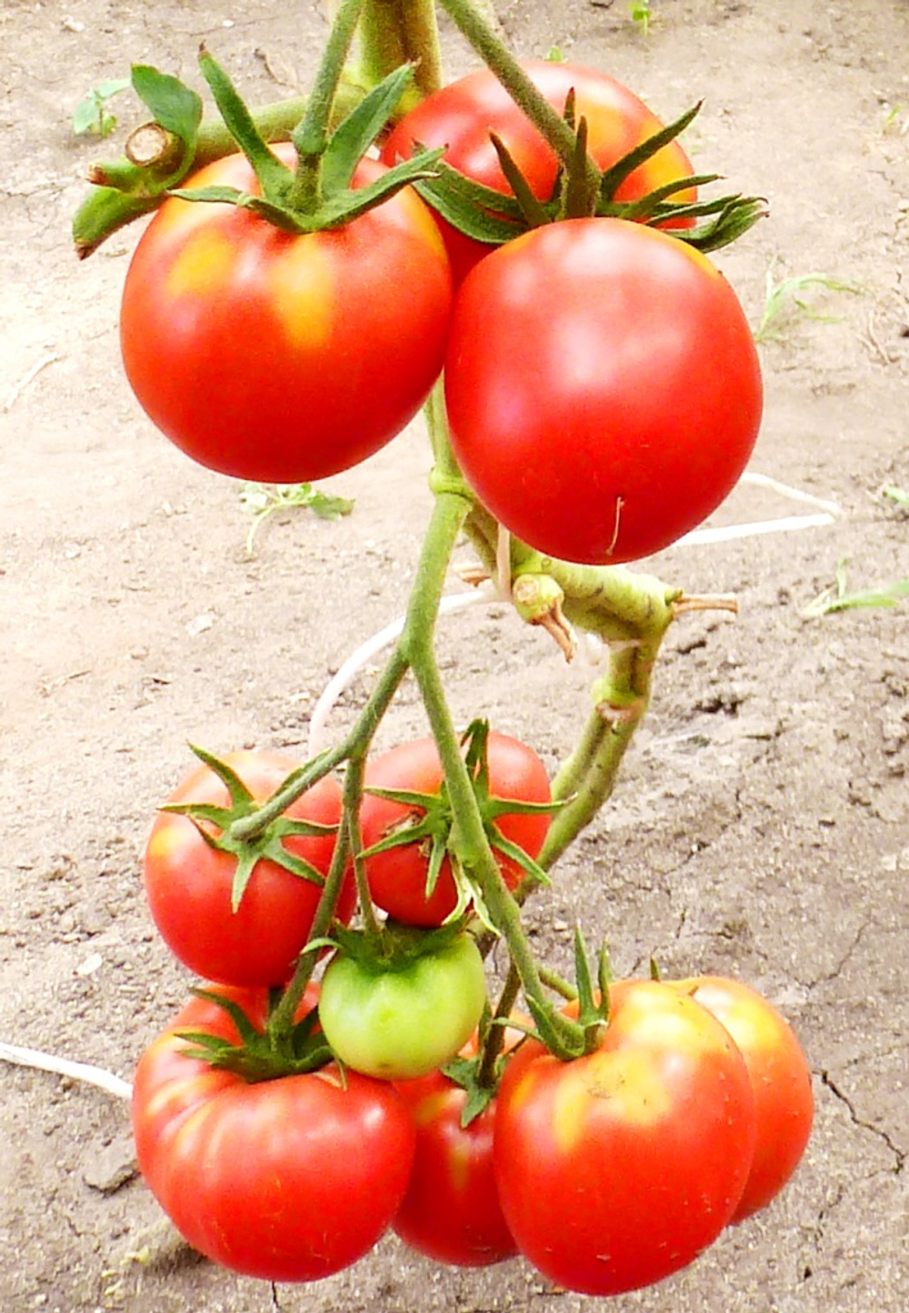 Помидоры Anna Russian — Анна