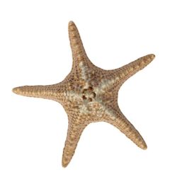 Блюдо для подачи 28*28 см h6 см 100 мл Звезда Pearl Starfish Frutti di Mare P.L. [1]