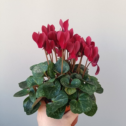 Цикламен Компакт микс