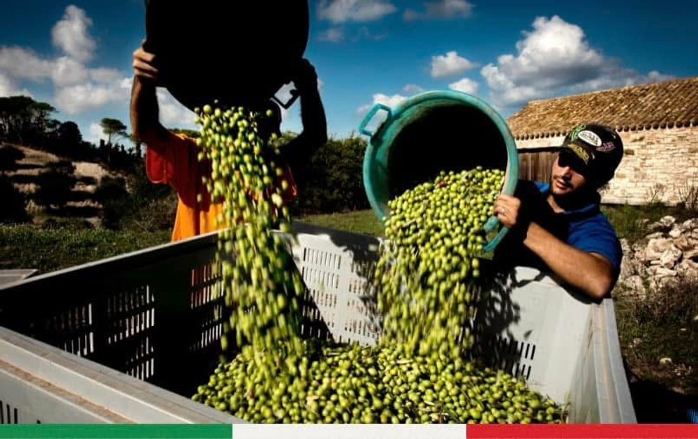 Оливковое масло BARBERA Extra Virgin D.O.P. Val di Mazara," CASTELLO di RESULTANO" , 750 мл Италия