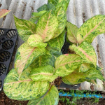 Аглаонема SKY VELVET GREEN