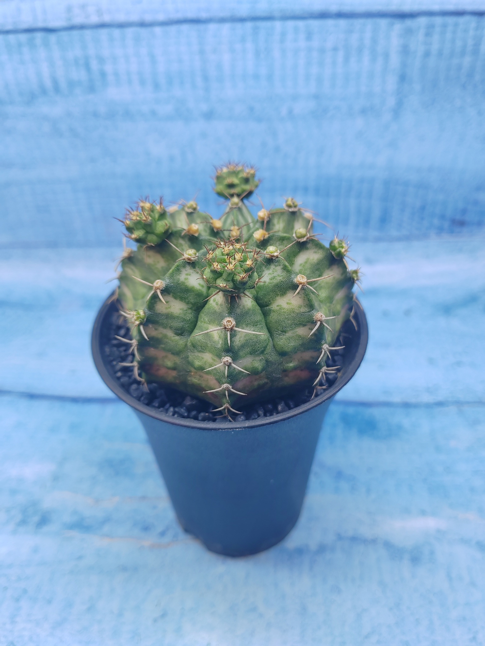 Gymnocalycium T-Rex Pink hybride (Гимнокалициум T-rex)
