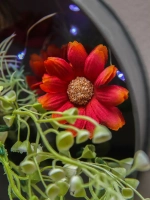 Кашпо подвесное с цветами