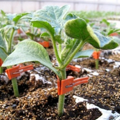 Ферро F1 семена подвоя (Rijk Zwaan / Райк Цваан)