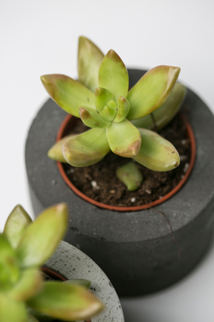 Седум нуссбаумерианум