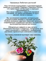 Калибрахоа Пинк а дот махровая