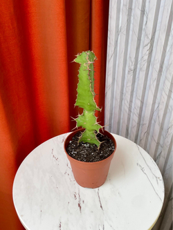 Эуфорбия Грандикорнис, D13см Н40см, 1шт, Нидерланды