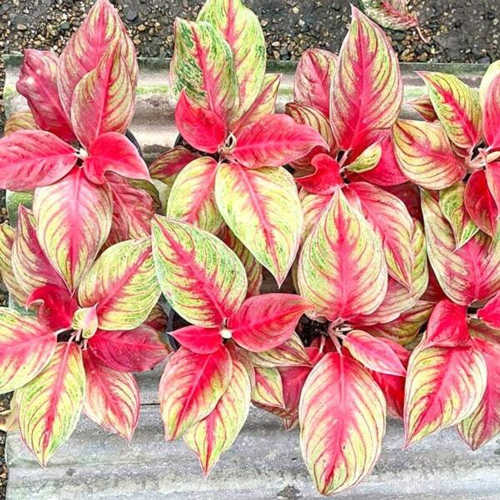 Аглаонема SHAKUNTALA