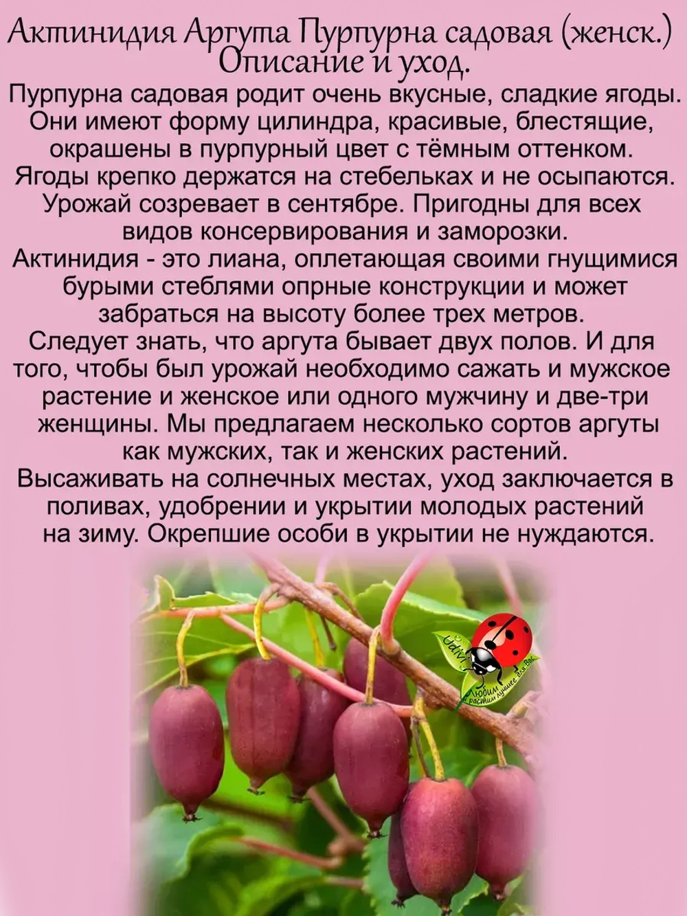 Актинидия аргута пурпурная садовая