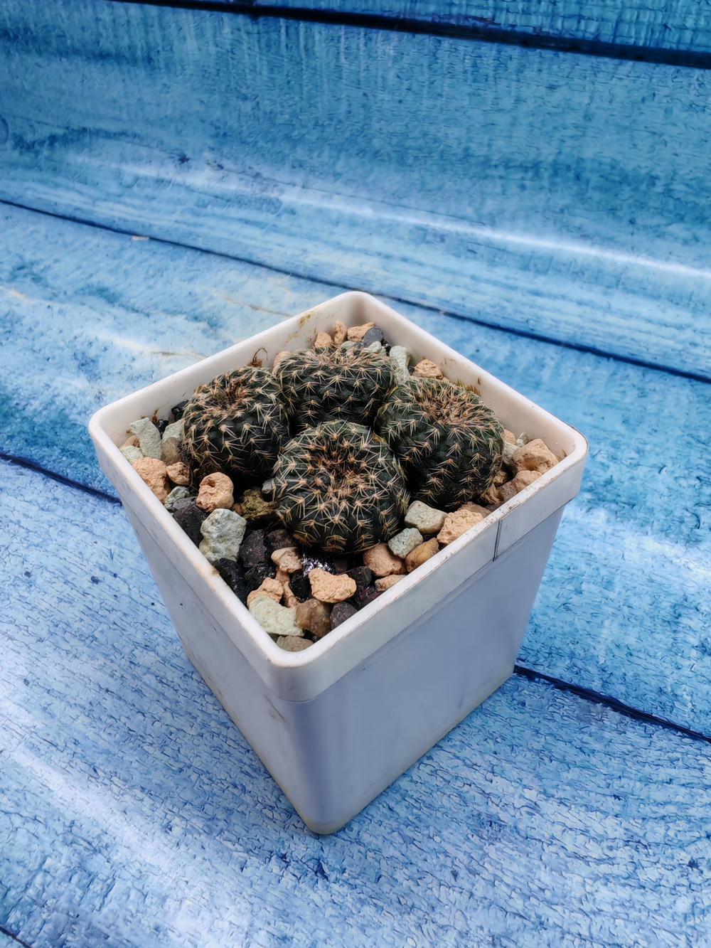 Frailea Pygmaea gloriosa (Фрайлея)