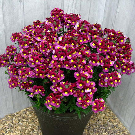 ЕВРО Nemesia Fruticans SUNPEDDLE Red Bicolor неукор черенок ноябрь 2025