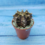 Gymnocalycium Friedrichii (Гимнокалициум)