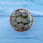 Lithops sp. (Литопсы)