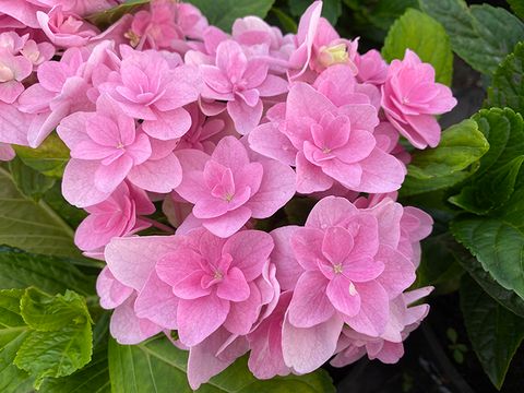 Гортензия крупнолистовая ФЛОРИНТИНА (Hydrangea macrophylla 
