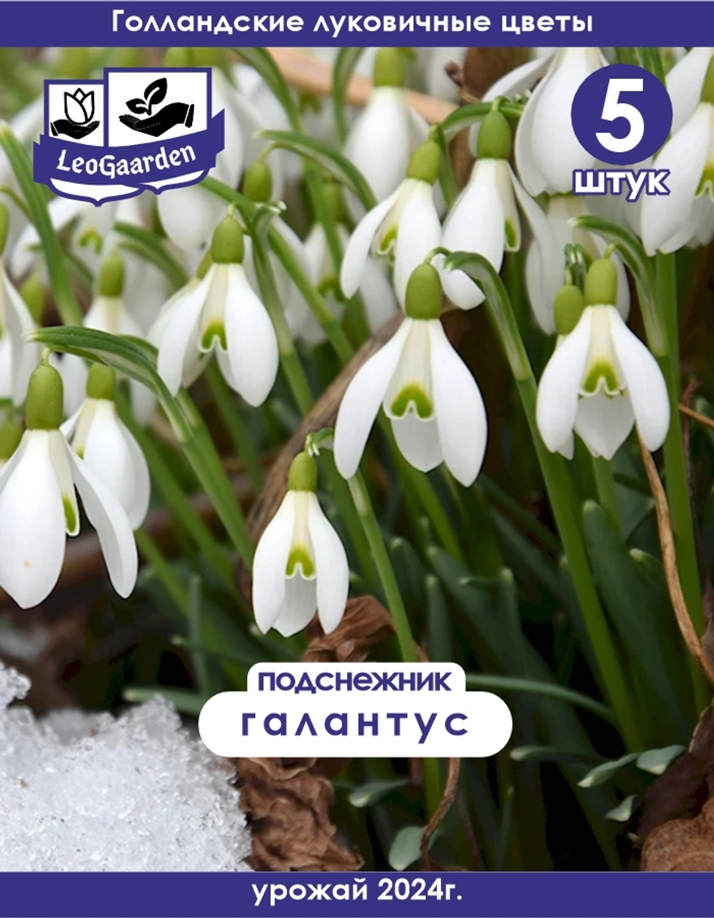 Подснежник Луковица цветов, 5 шт