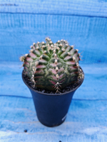 Gymnocalycium T-Rex Pink hybride (Гимнокалициум T-rex)