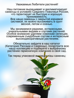 Дипладения Белоснежная с золотым горлышком мандавилла