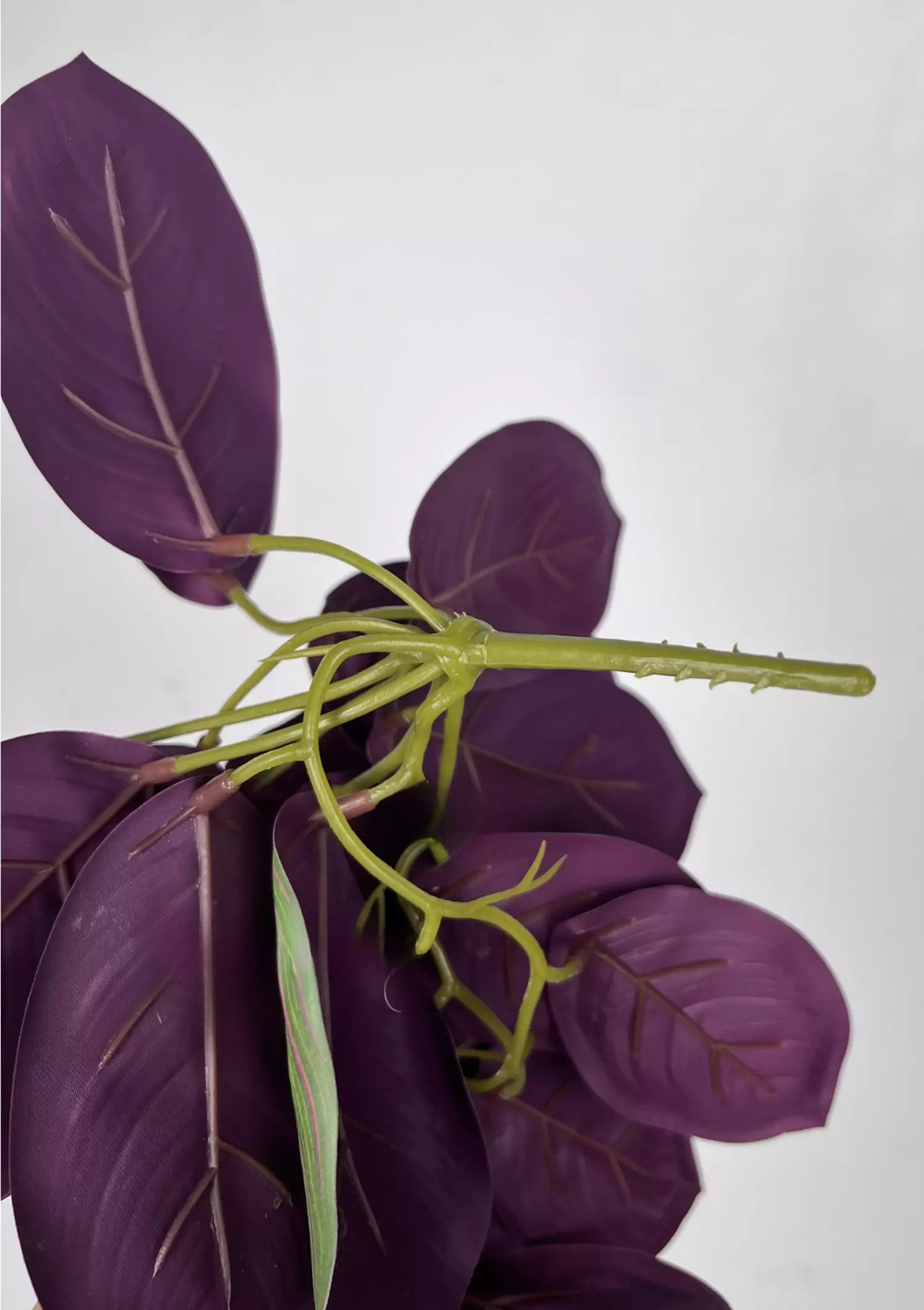 Калатея Маранта малая