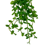 Толстянка ампельная 40 см.