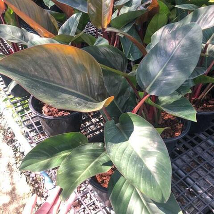 Филодендрон RED CONGO