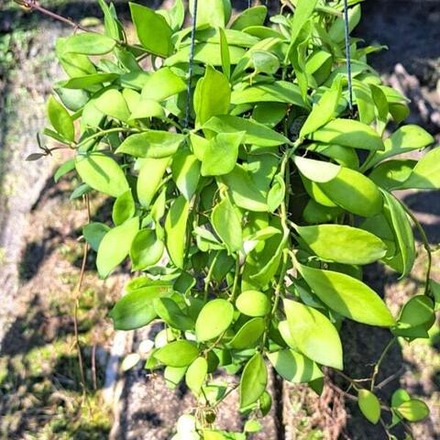 Хойя HEUSCHKELIANA PINK