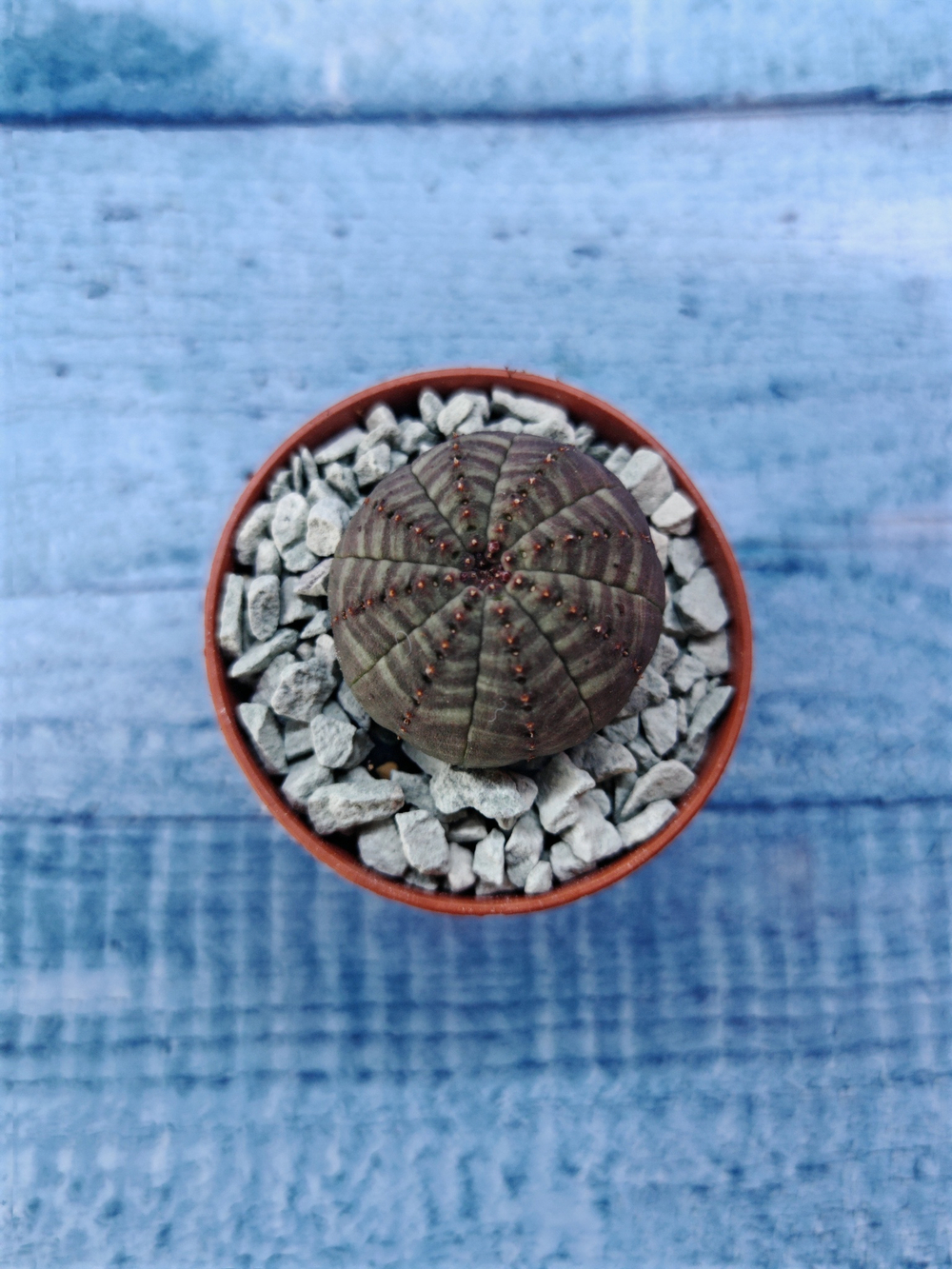 Суккулент Euphorbia Obesa (Эуфорбия)