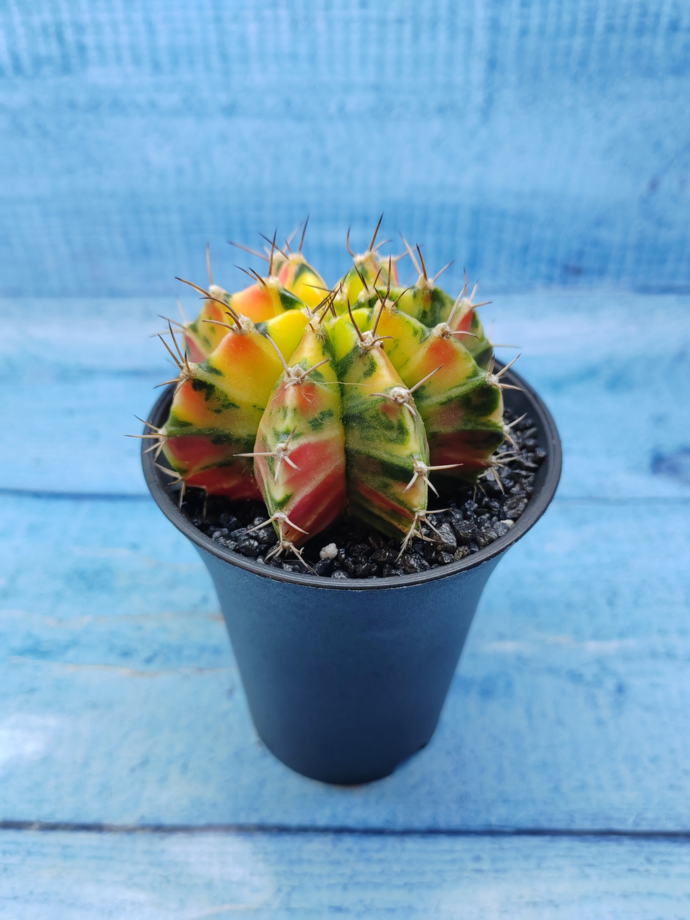 Gymnocalycium Variegata (Гимнокалициум Вариегатный)