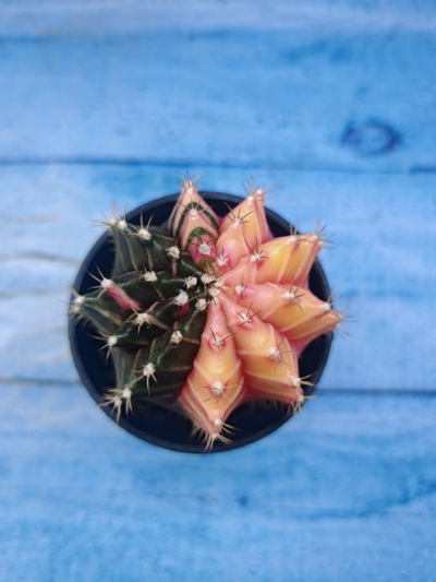 Gymnocalycium Variegata (Гимнокалициум Вариегатный)