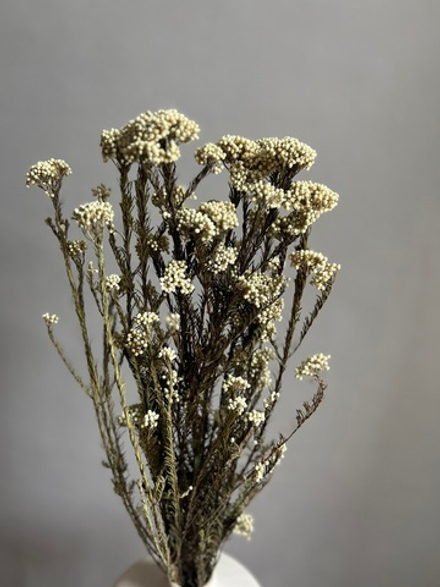 Озотамнус стабилизированный натуральный