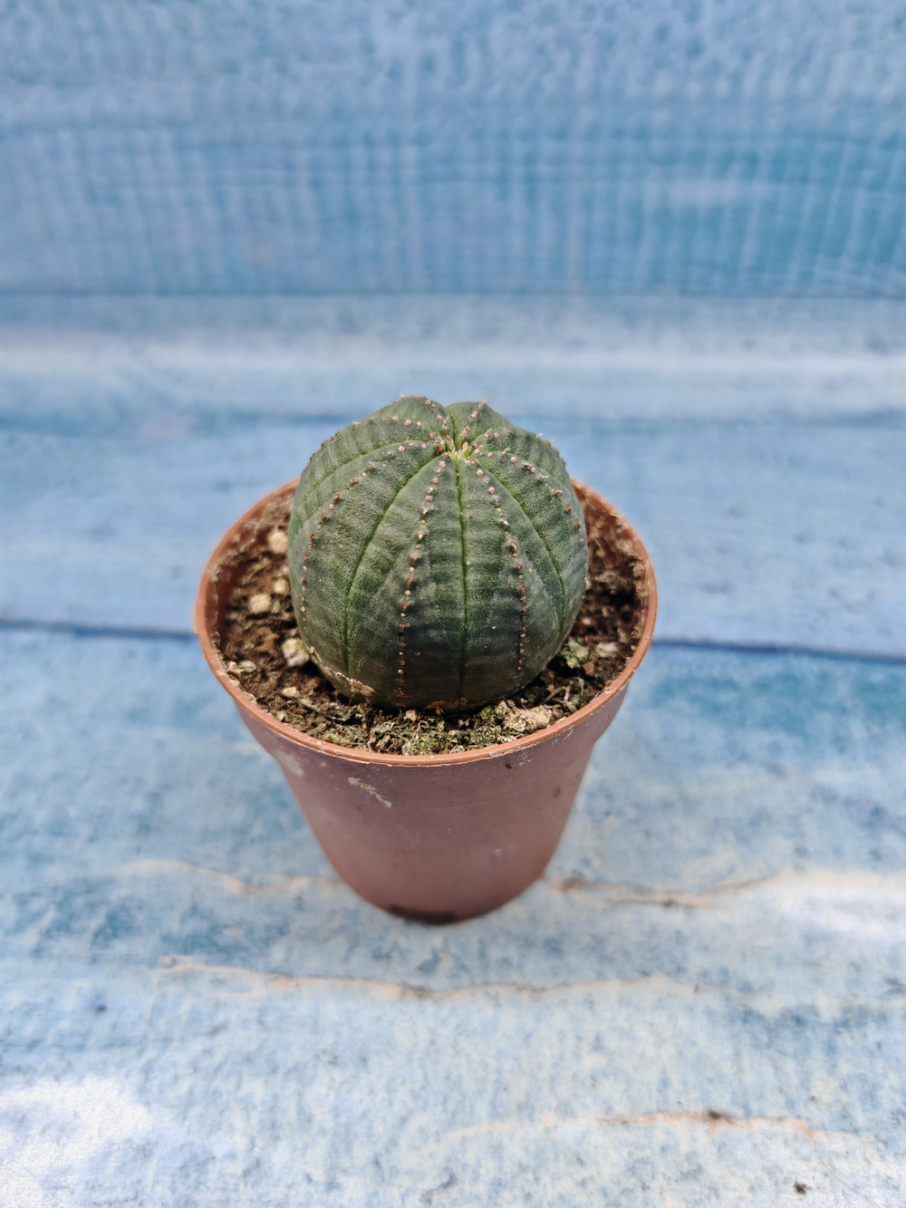 Euphoria Obesa (Эуфорбия)