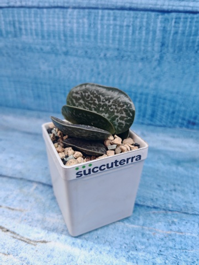 Adromischus Maculatus (Адромискус)