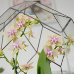 Готовый флорариум с медовой орхидеей Цефей с озером