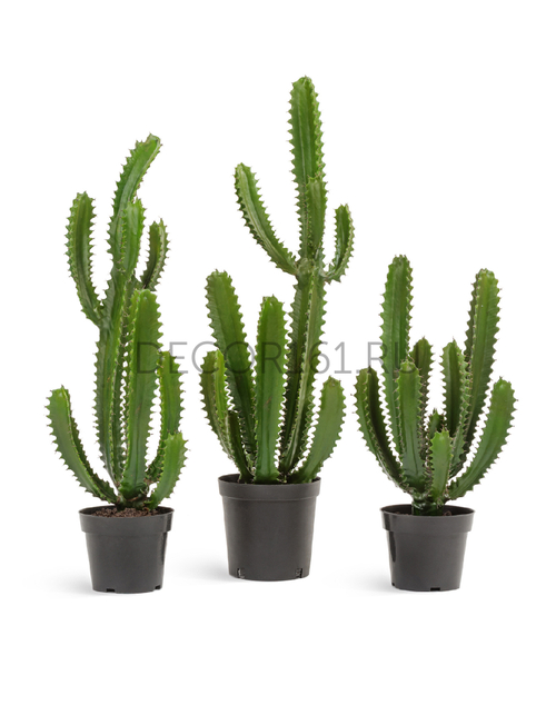 хххКактус Цереус Стайл Биг в-96 см в горшке 1/1 10.0618235