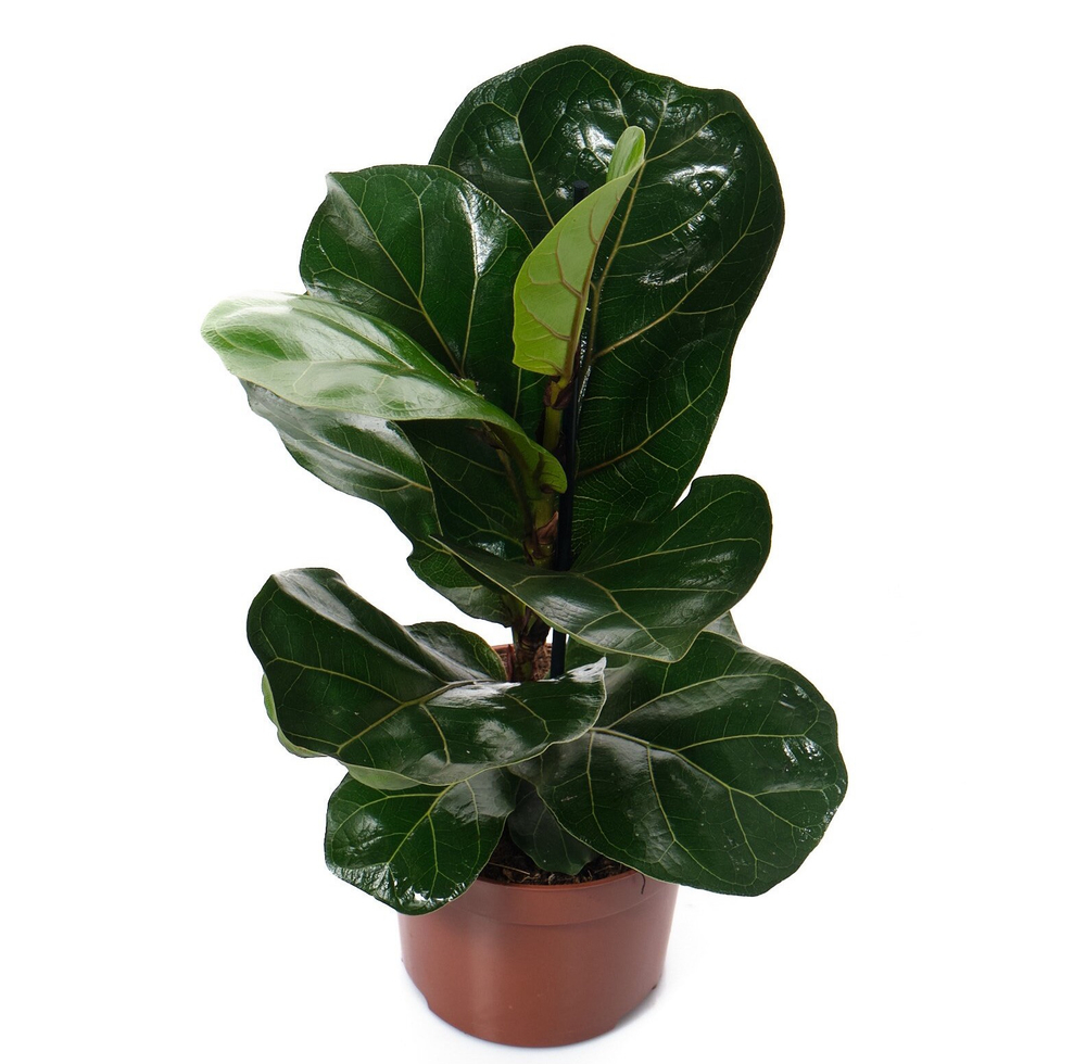 Фикус Лирата Бамбино