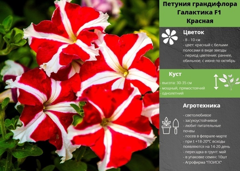 Петуния Галактика Красная
