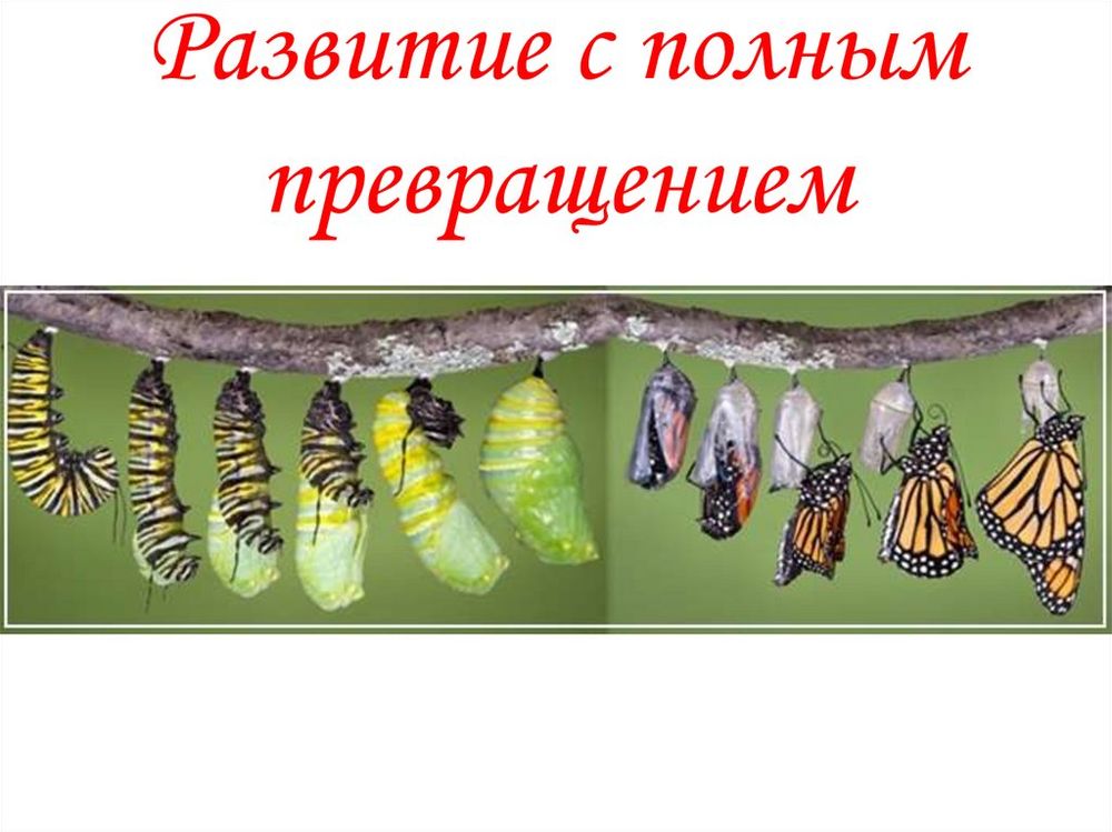 Коллекция Развитие насекомых с полным превращением — купить по ФГОС | Учебный стандарт