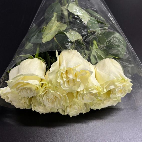 розы Mondial Tessa