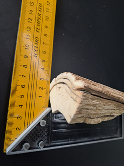 Бивень мамонта для коллекции